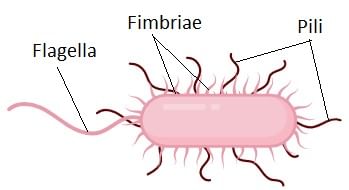 Flagella and Fimbriae