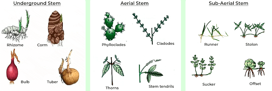 Modifications of Stem