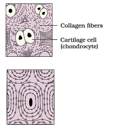Structural Organization in Animals Chapter Notes | Biology Class 11 - NEET