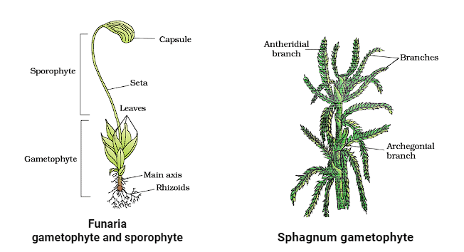 Important Diagrams: Plant Kingdom | Biology Class 11 - NEET