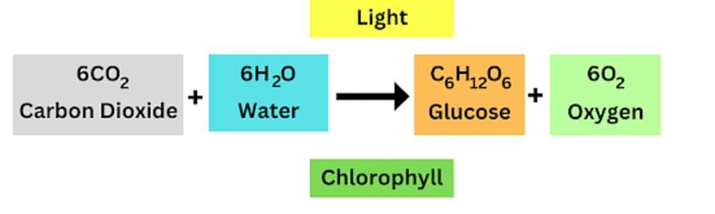 Photosynthesis equation