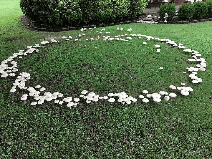 Fairy Rings