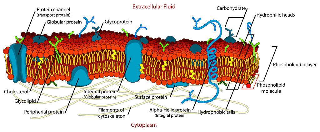 Cell - Notes, Biology | General Awareness - Bank Exams