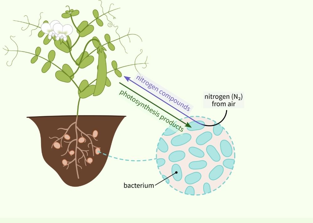 Nutrition in Plants Class 7 Notes Science Chapter 1