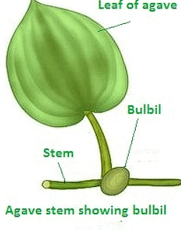 Reproduction in Organisms 1 - From Past 28 Years Questions NEET Notes | EduRev