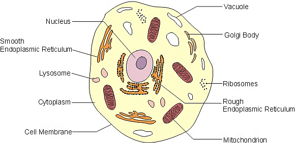 Cell - Notes, Biology | General Awareness - Bank Exams