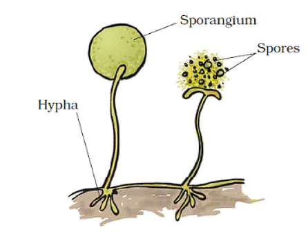 Reproduction in Plants Class 7 Notes Science Chapter 8