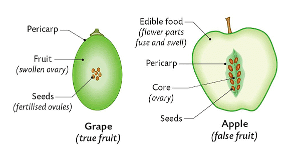 Types of Fruit