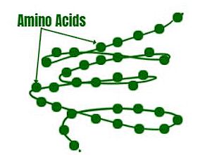 Protein and Structure of Protein | Biology Class 11 - NEET