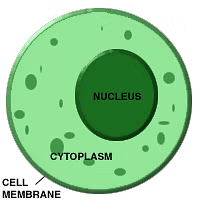 Cell - Notes, Biology | General Awareness - Bank Exams