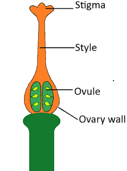 Sexual Reproduction in Flowering Plants Chapter Notes | Biology Class 12 - NEET