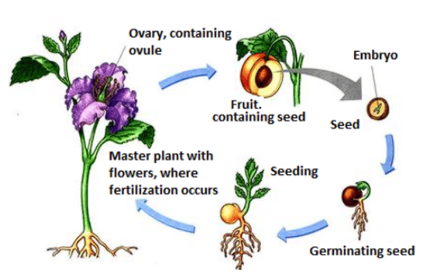 Reproduction in Plants Class 7 Notes Science Chapter 8