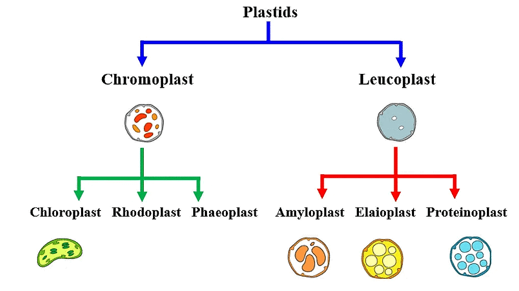 Types of Plastids