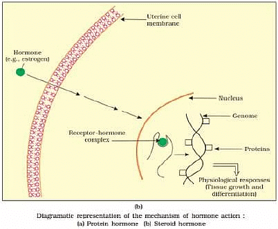 NCERT Exemplars: Chemical Coordination & Integration | Biology Class 11 - NEET