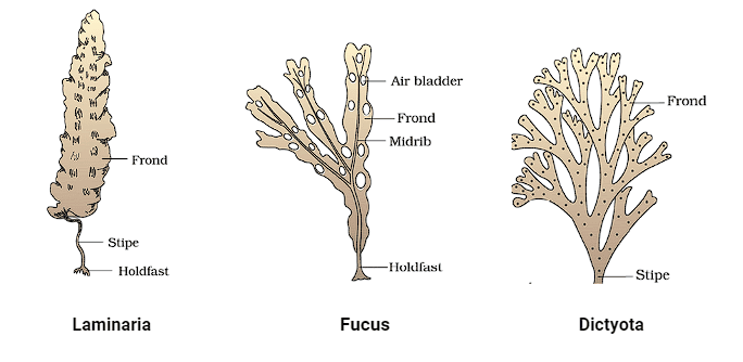 Important Diagrams: Plant Kingdom | Biology Class 11 - NEET