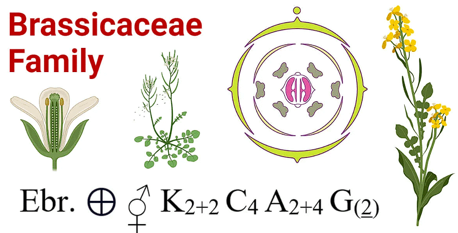 Cruciferae Family
