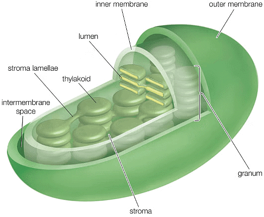 Cell - Notes, Biology | General Awareness - Bank Exams