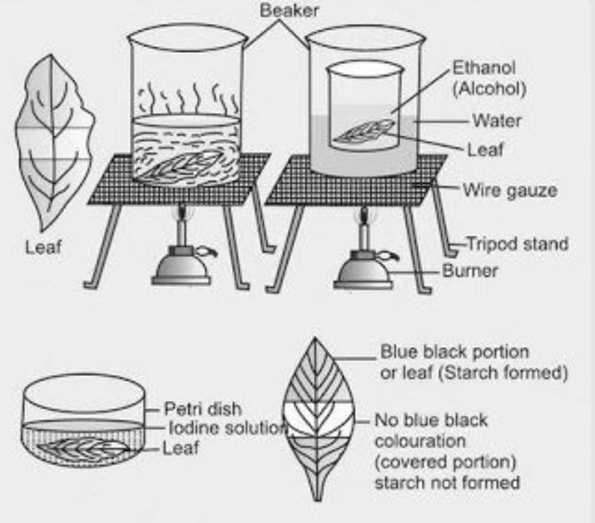 Nutrition in Plants Class 7 Notes Science Chapter 1