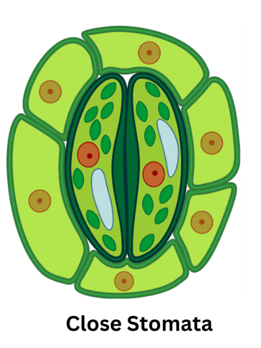Nutrition in Plants Class 7 Notes Science Chapter 1