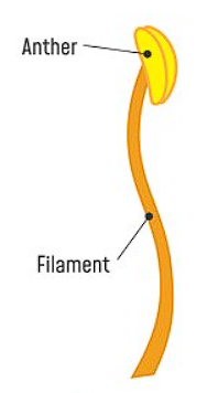 Sexual Reproduction in Flowering Plants Chapter Notes | Biology Class 12 - NEET