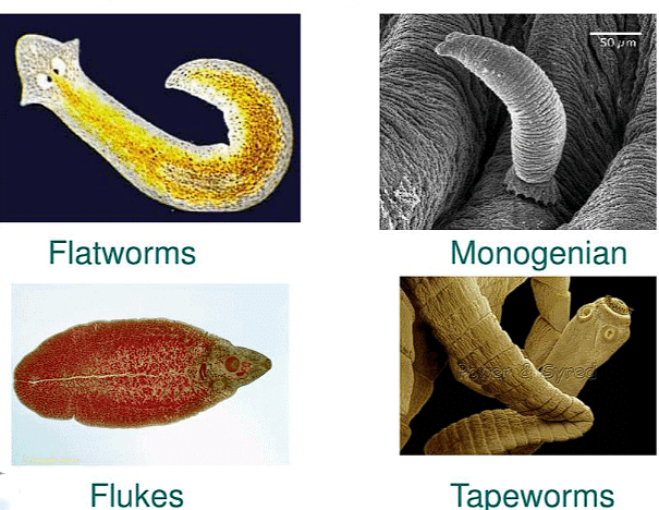 Platyhelminthes