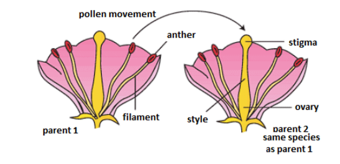 Reproduction in Plants Class 7 Notes Science Chapter 8