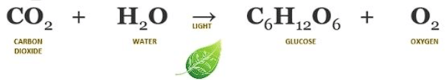 Class 7 Science Chapter 5 Question Answers - Physical and Chemical Changes