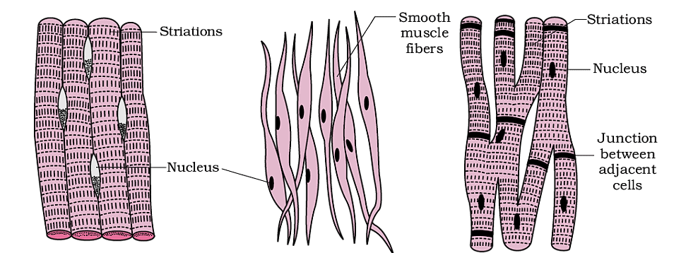 Structural Organization in Animals Chapter Notes | Biology Class 11 - NEET