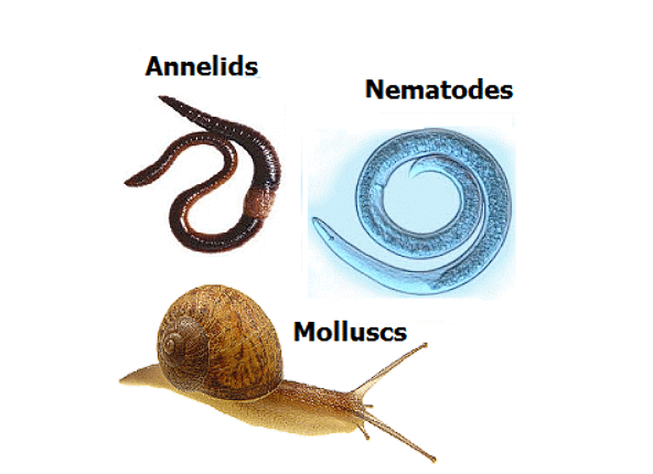 Organisms with organ level organisation