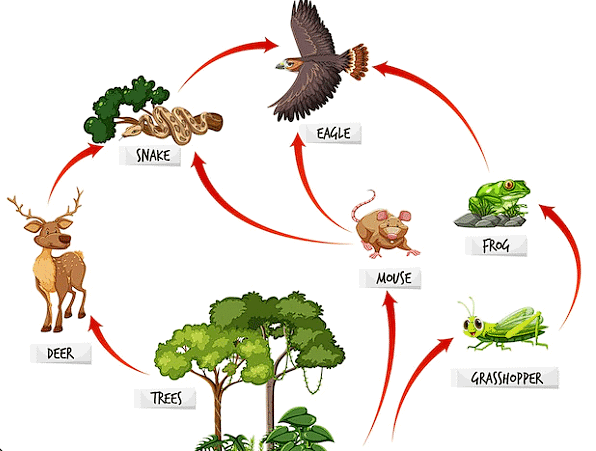 Forests - Our Lifeline Class 7 Notes Science Chapter 12