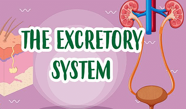 Important Diagrams: Excretory Products and their Elimination | Biology Class 11 - NEET