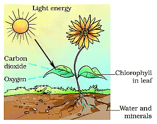 Photosynthesis