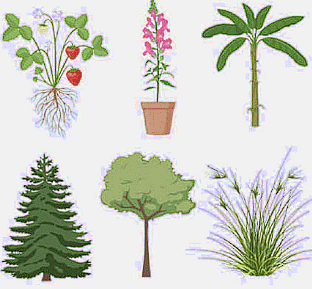 Very Short Answers - Conservation of Plants and Animals, Science, Class 8 | Science Class 8