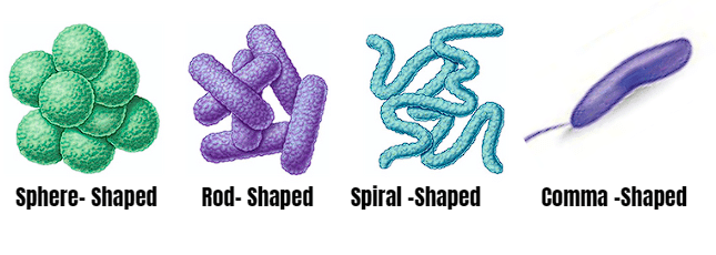 Kingdom Monera: Archaebacteria & Eubacteria | Biology Class 11 - NEET