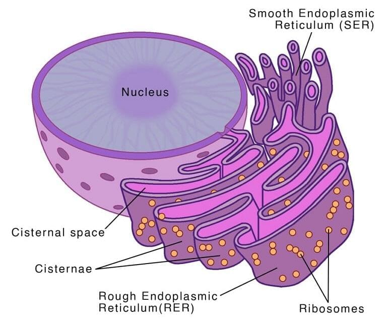 Endoplasmic Reticulum