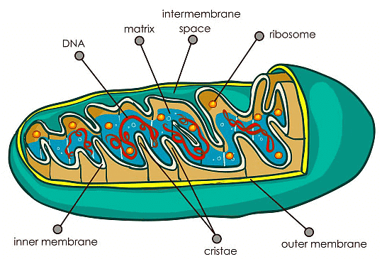 Cell - Notes, Biology | General Awareness - Bank Exams