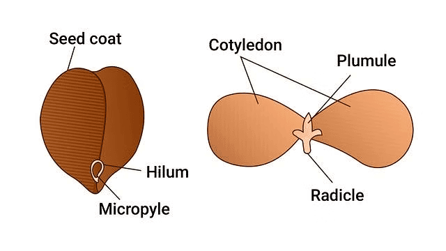 Structure of a Dicot Seed
