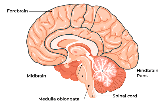 Brain