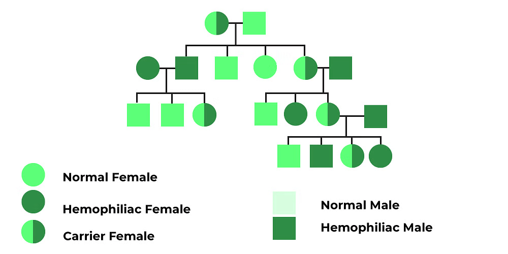 Genetic & Chromosomal Disorders | Biology Class 12 - NEET