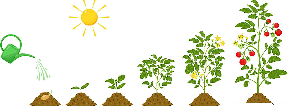 Growth & its Phases, Rates, Conditions, Processes | Biology Class 11 - NEET