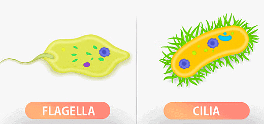 Cell - Notes, Biology | General Awareness - Bank Exams