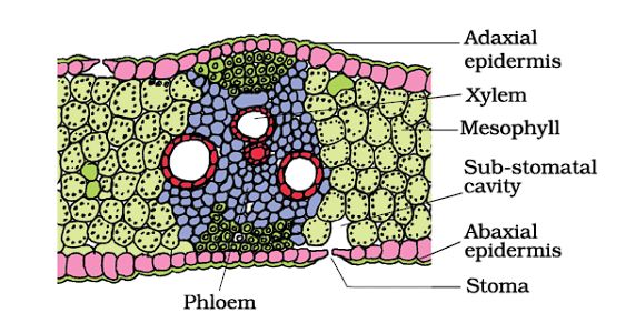 Monocot Leaf