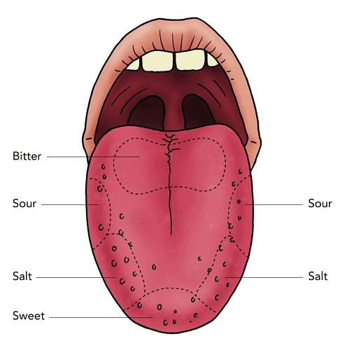 Human Tongue