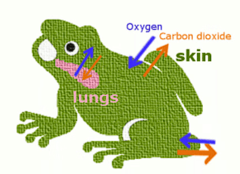 Frog: Morphology & Anatomy | Biology Class 11 - NEET