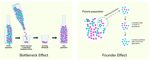 Speciation & Genetic Drift | Biology for ACT