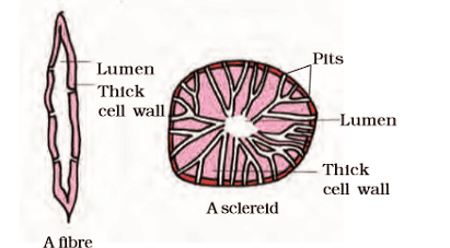 Important Diagrams: Anatomy of Flowering Plants | Biology Class 11 - NEET