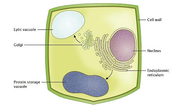Cell - Notes, Biology | General Awareness - Bank Exams