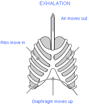 Respiration in Organisms Class 7 Notes Science Chapter 6