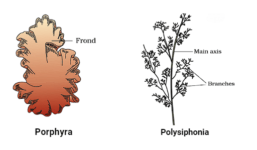 Important Diagrams: Plant Kingdom | Biology Class 11 - NEET