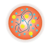 Mycoplasma